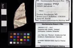 Foto (Objket + Etiketten) von Decapoda indet. (lobster) 